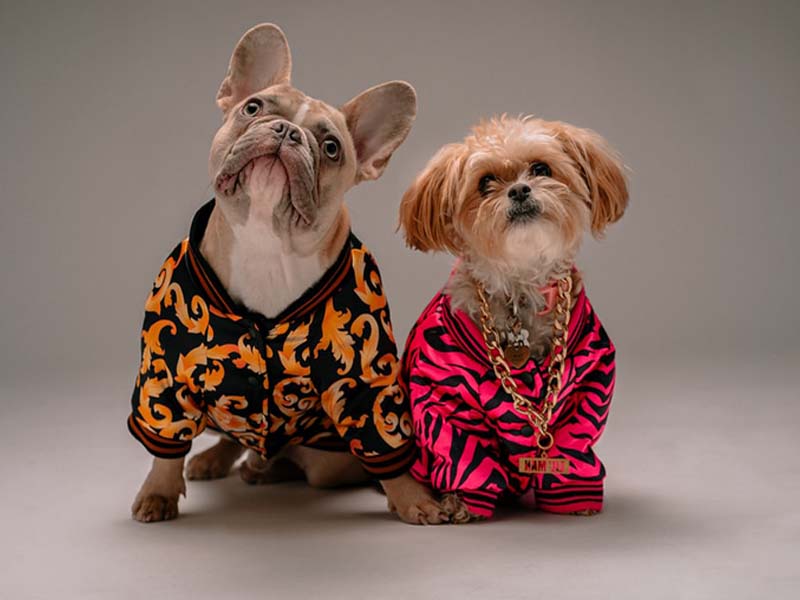All Dressed Up: How to Choose Pet Clothes | Petindiaonline